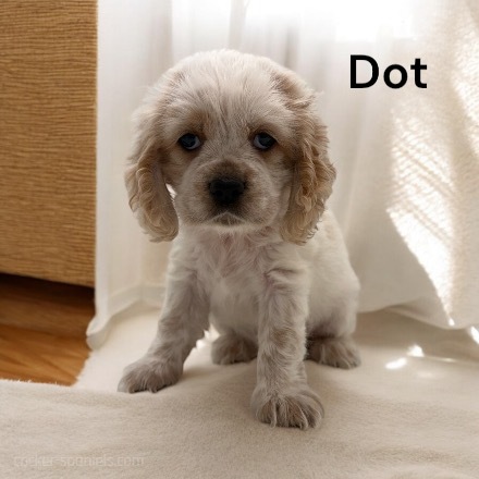 puppy, for, sale, Cocker Spaniel, Joe & Cherri  Overlease, dog, breeder, Miller, MO, dog-breeder, puppy-for-sale, forsale, nearby, find, puppyfind, locator, puppylocator, aca